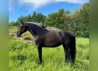 PRE, Yegua, 4 años, 168 cm, Negro