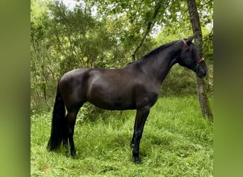 PRE, Yegua, 4 años, 168 cm, Negro