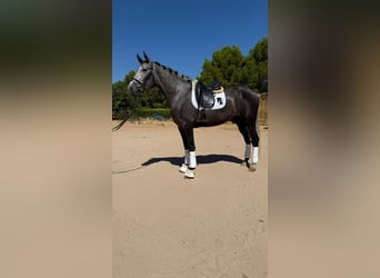 PRE, Yegua, 4 años, 168 cm, Tordo