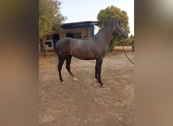 PRE, Yegua, 4 años, 168 cm, Tordo