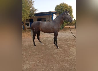 PRE, Yegua, 4 años, 168 cm, Tordo