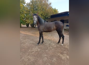 PRE, Yegua, 4 años, 168 cm, Tordo