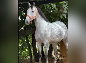 PRE Mestizo, Yegua, 4 años, 168 cm, Tordo