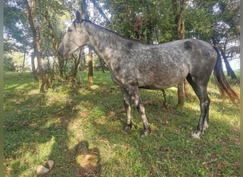 PRE Mestizo, Yegua, 4 años, 169 cm, Tordo
