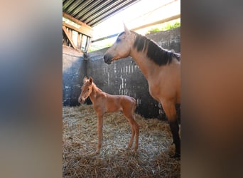 PRE Mestizo, Yegua, 4 años, 170 cm, Buckskin/Bayo
