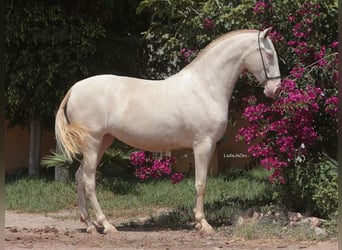 PRE Mestizo, Yegua, 4 años, 171 cm, Perlino