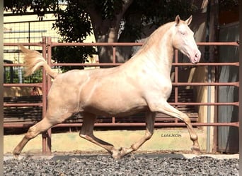 PRE Mestizo, Yegua, 4 años, 171 cm, Perlino