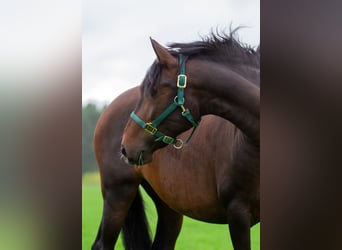 PRE, Yegua, 4 años, Castaño