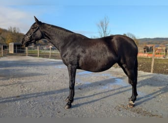 PRE, Yegua, 4 años, Negro