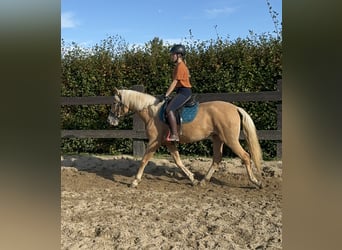 PRE Mestizo, Yegua, 4 años, Palomino