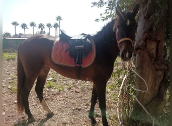 PRE Mestizo, Yegua, 5 años, 149 cm, Castaño