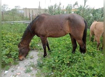 PRE Mestizo, Yegua, 5 años, 149 cm, Castaño