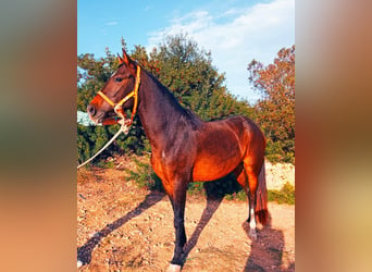 PRE Mestizo, Yegua, 5 años, 149 cm, Castaño