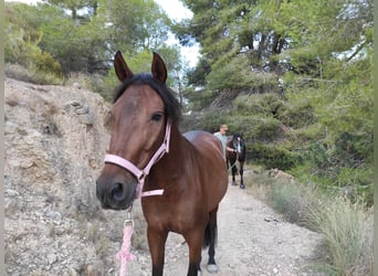 PRE, Yegua, 5 años, 150 cm, Castaño