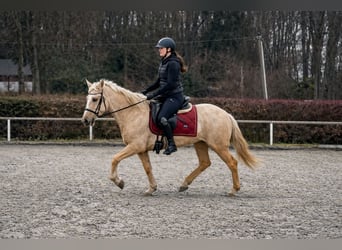 PRE Mestizo, Yegua, 5 años, 150 cm, Palomino