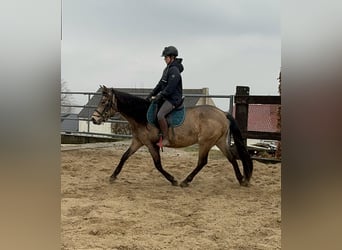 PRE Mestizo, Yegua, 5 años, 153 cm, Bayo