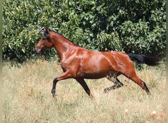 PRE Mestizo, Yegua, 5 años, 154 cm, Castaño