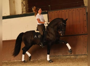 PRE, Yegua, 5 años, 155 cm, Negro