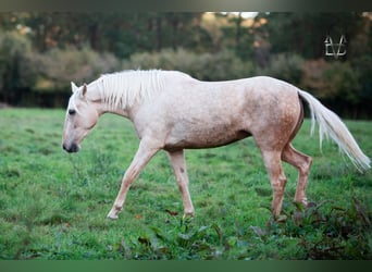 PRE, Yegua, 5 años, 155 cm, Palomino