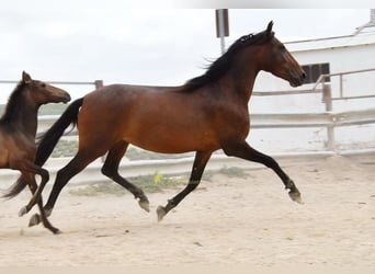 PRE, Yegua, 5 años, 156 cm, Castaño