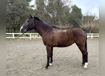 PRE Mestizo, Yegua, 5 años, 156 cm, Negro