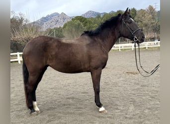 PRE Mestizo, Yegua, 5 años, 156 cm, Negro