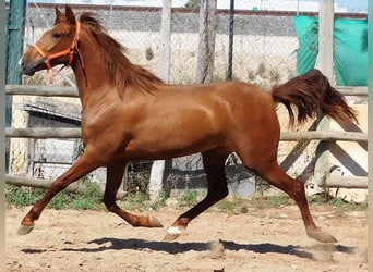 PRE Mestizo, Yegua, 5 años, 157 cm, Alazán