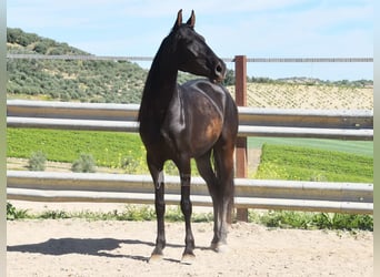PRE, Yegua, 5 años, 157 cm, Negro