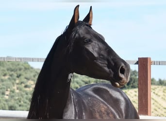 PRE, Yegua, 5 años, 157 cm, Negro