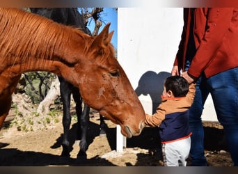 PRE, Yegua, 5 años, 158 cm, Alazán