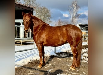 PRE, Yegua, 5 años, 158 cm, Alazán