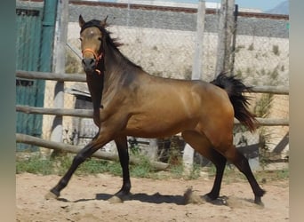 PRE Mestizo, Yegua, 5 años, 158 cm, Buckskin/Bayo