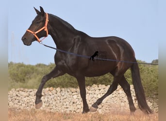 PRE, Yegua, 5 años, 158 cm, Castaño oscuro