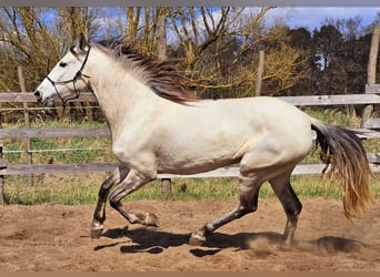 PRE Mestizo, Yegua, 5 años, 158 cm, Tordo