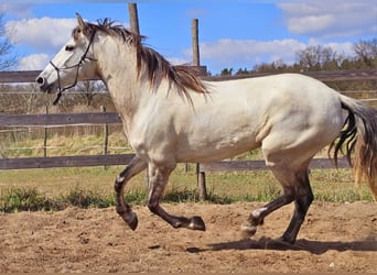 PRE Mestizo, Yegua, 5 años, 158 cm, Tordo