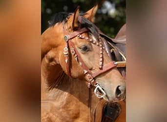 PRE Mestizo, Yegua, 5 años, 160 cm, Buckskin/Bayo