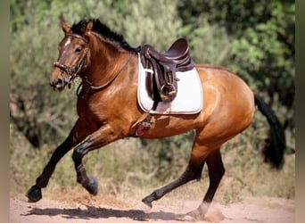 PRE Mestizo, Yegua, 5 años, 160 cm, Castaño