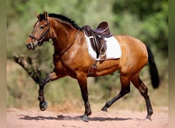 PRE Mestizo, Yegua, 5 años, 160 cm, Castaño