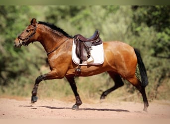 PRE Mestizo, Yegua, 5 años, 160 cm, Castaño