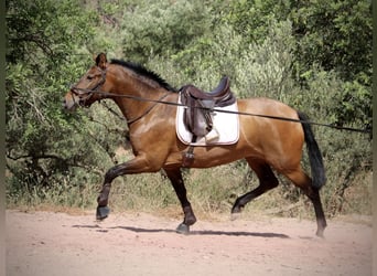 PRE, Yegua, 5 años, 160 cm, Castaño
