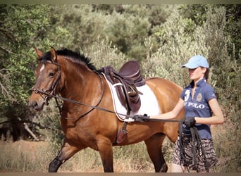 PRE, Yegua, 5 años, 160 cm, Castaño