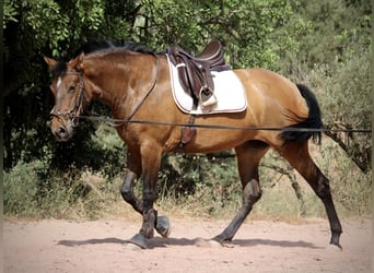 PRE, Yegua, 5 años, 160 cm, Castaño