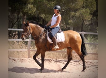 PRE, Yegua, 5 años, 160 cm, Castaño