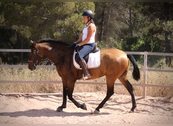 PRE, Yegua, 5 años, 160 cm, Castaño