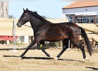 PRE, Yegua, 5 años, 160 cm, Negro