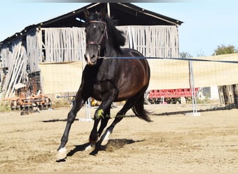 PRE, Yegua, 5 años, 160 cm, Negro