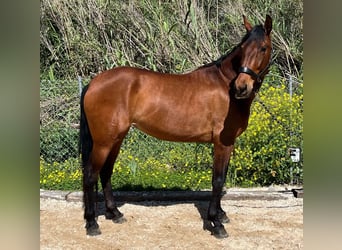 PRE, Yegua, 5 años, 161 cm, Castaño
