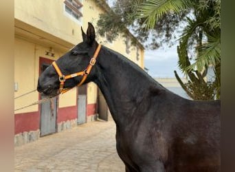 PRE Mestizo, Yegua, 5 años, 161 cm, Negro