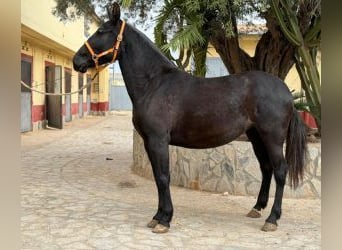 PRE Mestizo, Yegua, 5 años, 161 cm, Negro