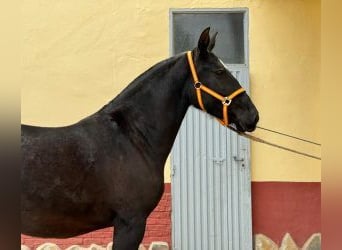 PRE Mestizo, Yegua, 5 años, 161 cm, Negro